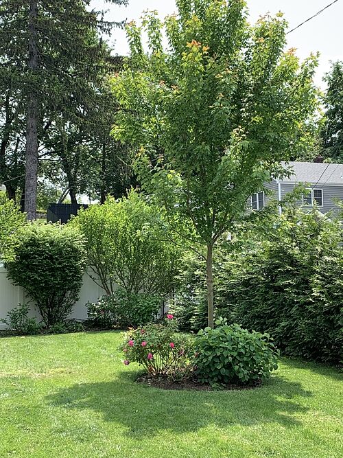 A lawn in Westport, CT
