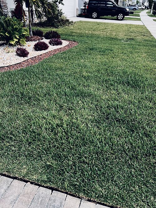 A lawn in Wesley Chapel, FL
