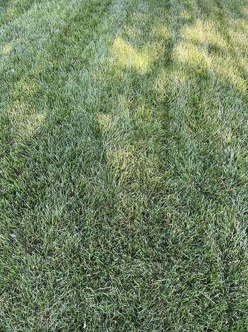 A lawn in Doylestown, PA