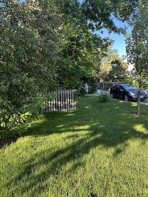 A lawn in Littleton, CO