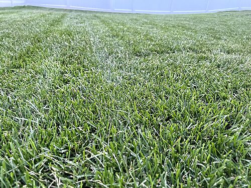 A lawn in Sioux Falls, SD