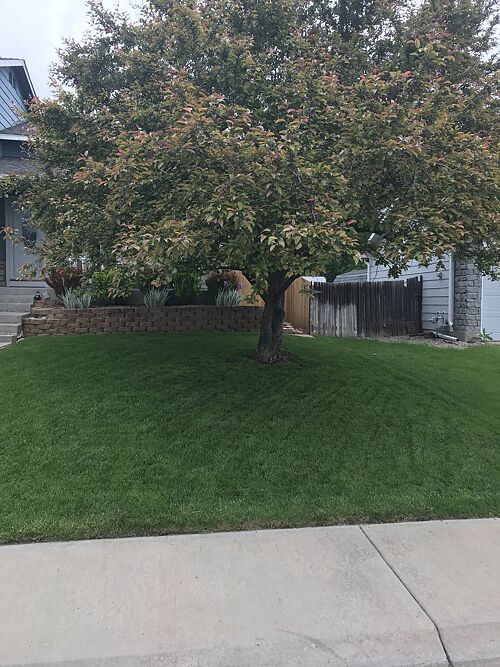 A lawn in Westminster, CO