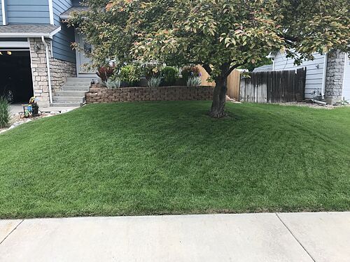 A lawn in Westminster, CO