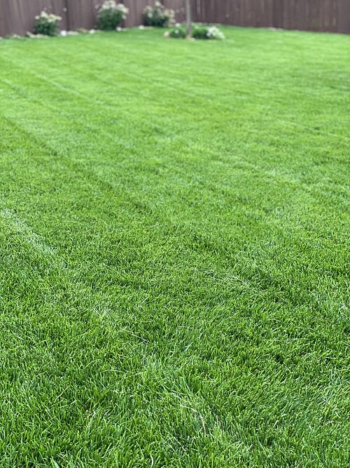 A lawn in Denver, CO