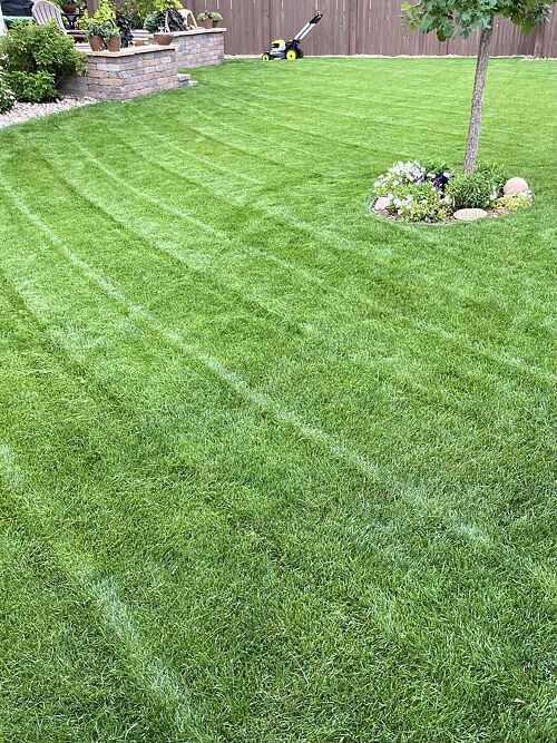 A lawn in Denver, CO