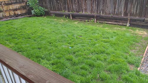 A lawn in Aurora, CO
