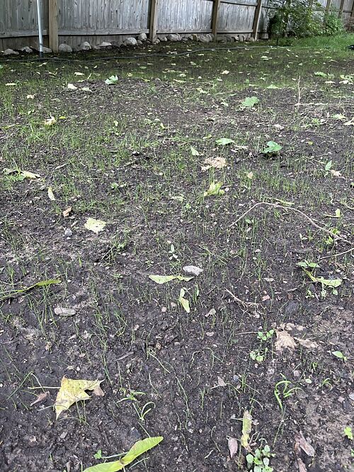 A lawn in New Jersey, NJ