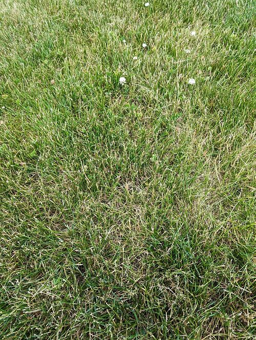 A lawn in Fort Wayne, IN