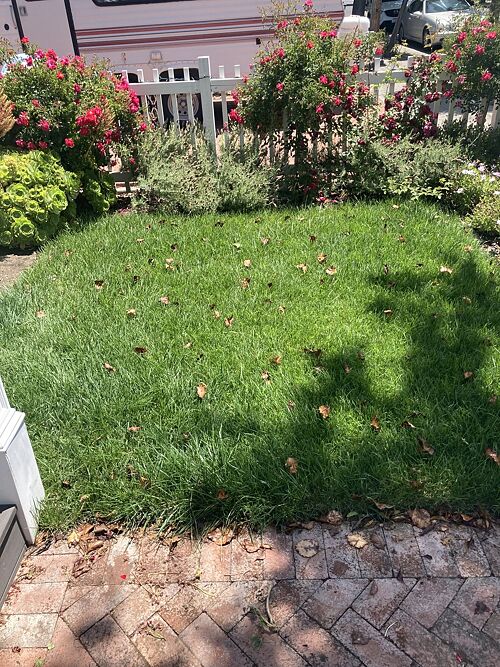 A lawn in Santa Clara, CA