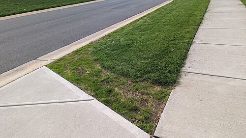 A lawn in Charlotte, NC
