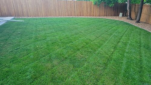A lawn in Arvada, CO