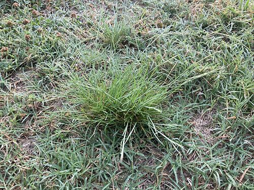 A lawn in Concord, NC