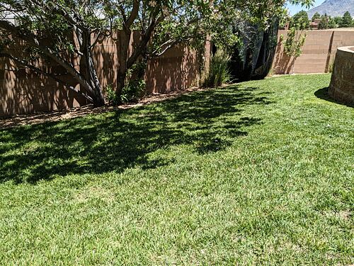 A lawn in Albuquerque, NM