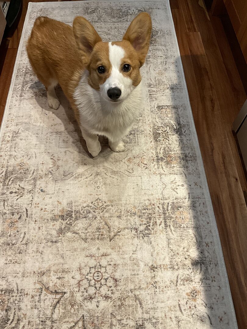 Sarrah Hazel Premium Rug