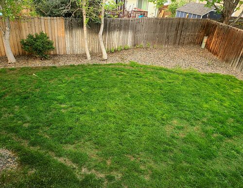 A lawn in Broomfield, CO