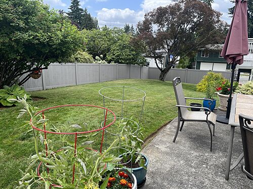 A lawn in Kirkland, WA
