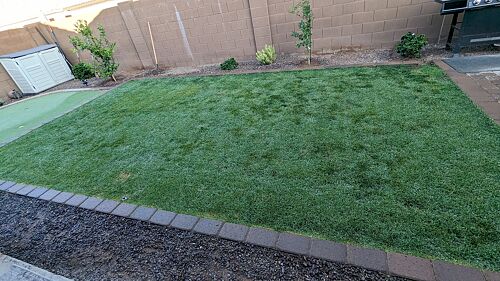 A lawn in Mesa, AZ