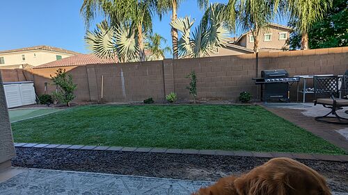 A lawn in Mesa, AZ