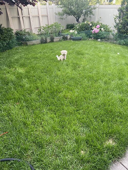 A lawn in Salt Lake City, UT