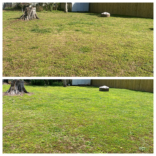A lawn in Richmond, VA