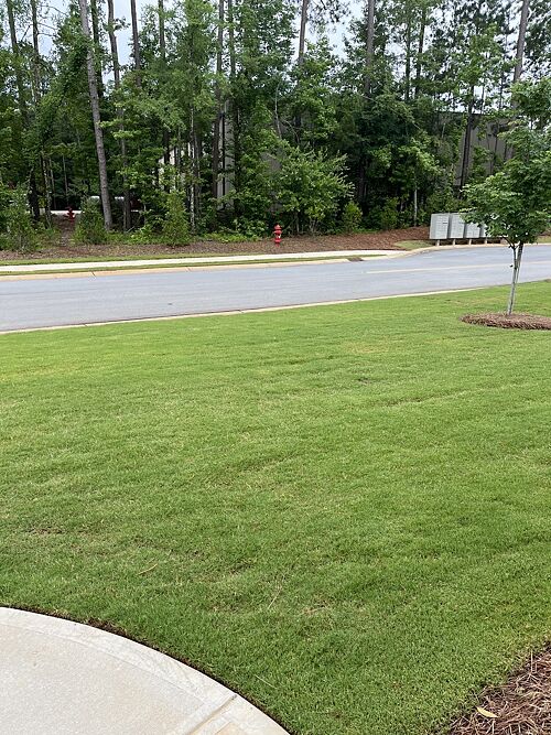 A lawn in Georgia