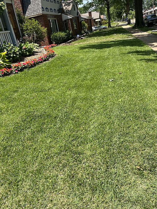 A lawn in St. Louis, MO