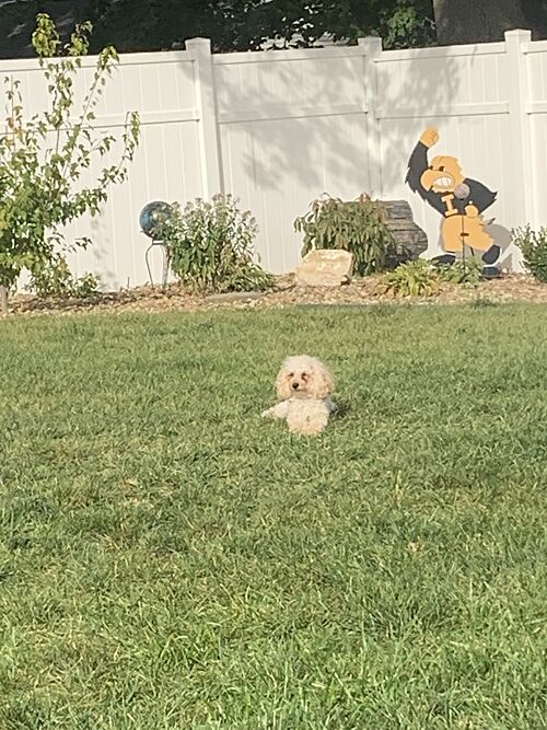 A lawn in Independence, IA