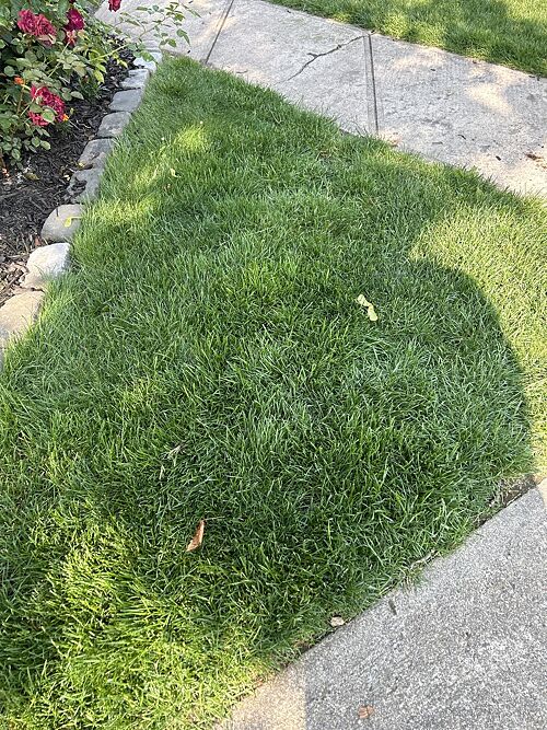 A lawn in Pawtucket, RI