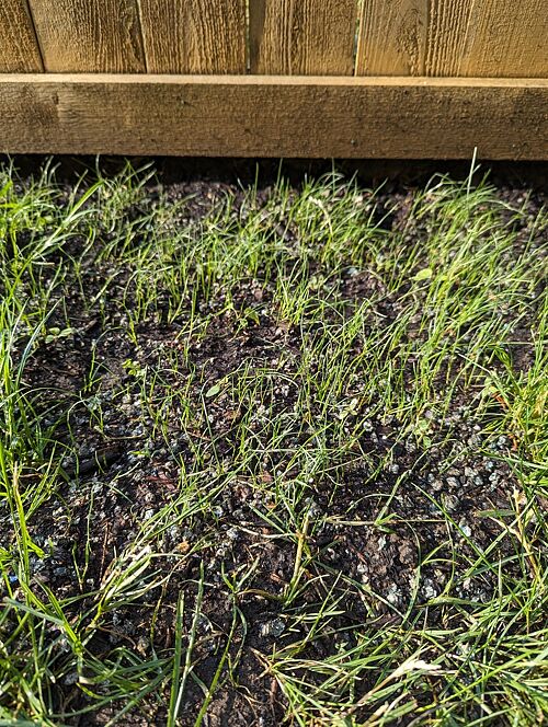 A lawn in Minneapolis, MN