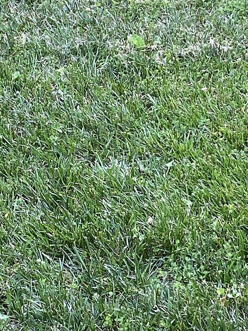 A lawn in Manassas, VA