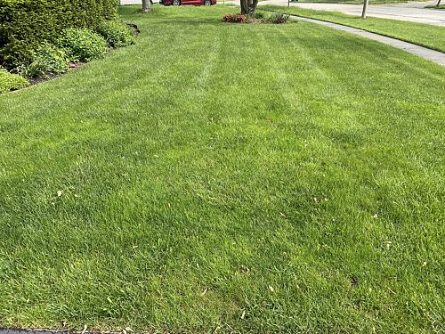 A lawn in Buffalo Grove, IL