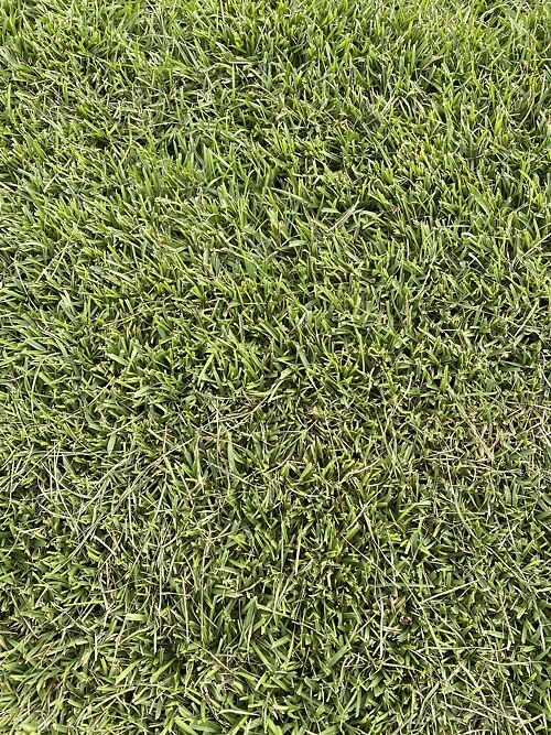 A lawn in Enterprise, AL