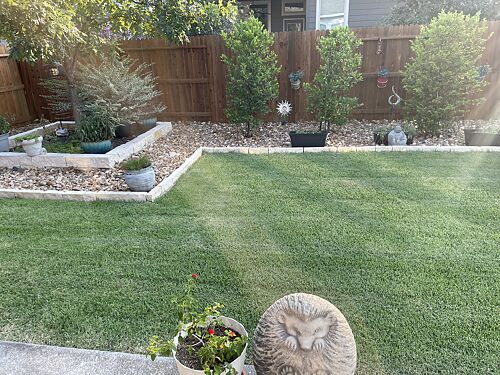 A lawn in San Antonio, TX