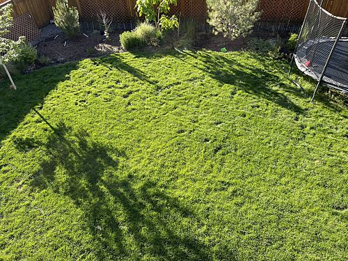 A lawn in Castle Rock, CO