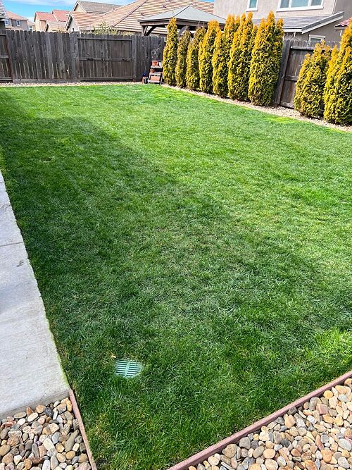 A lawn in Roseville, CA