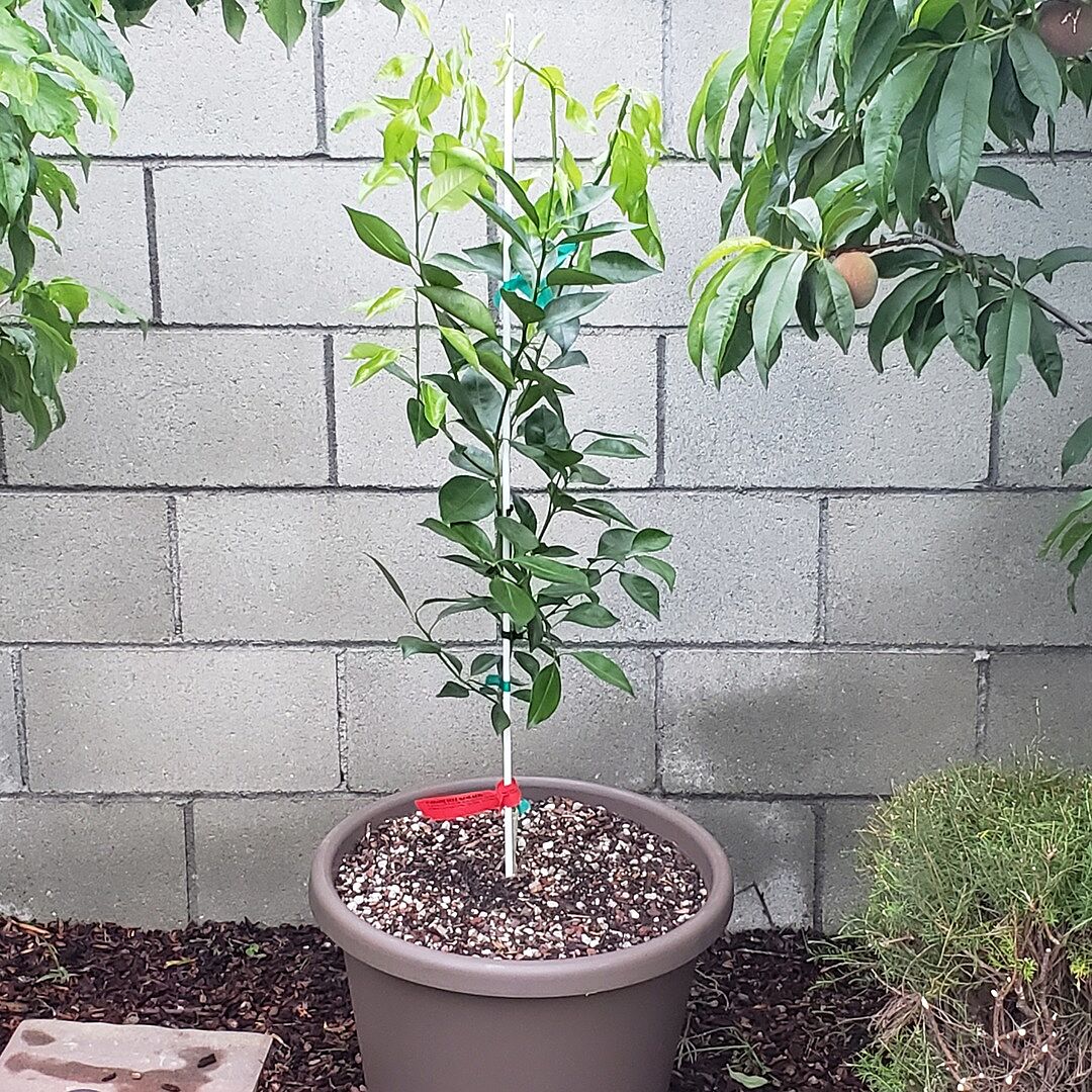 Yosemite Gold Semi-Dwarf Mandarin Tree