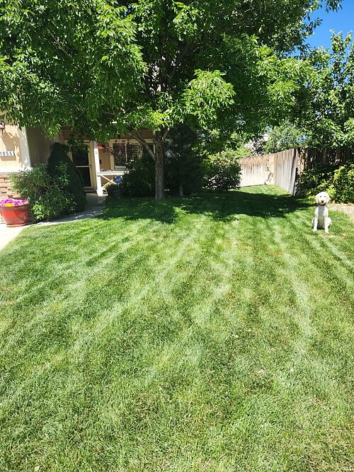 A lawn in Reno, NV