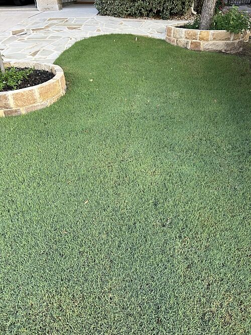 A lawn in Georgetown, TX