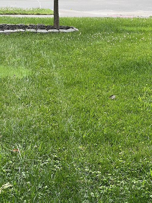 A lawn in Norfolk, VA