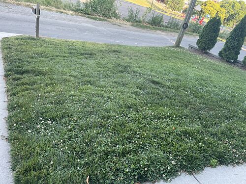 A lawn in Nashville, TN