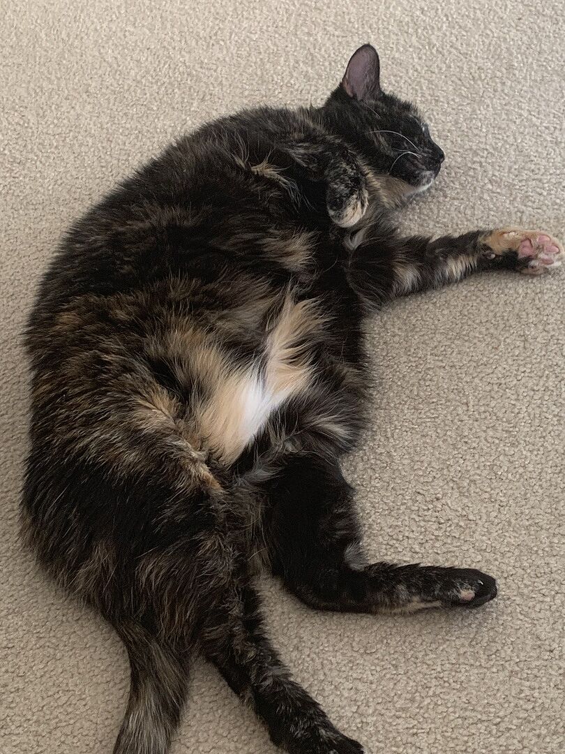 Catalyst Pet customer photo shared by Lynn S.
