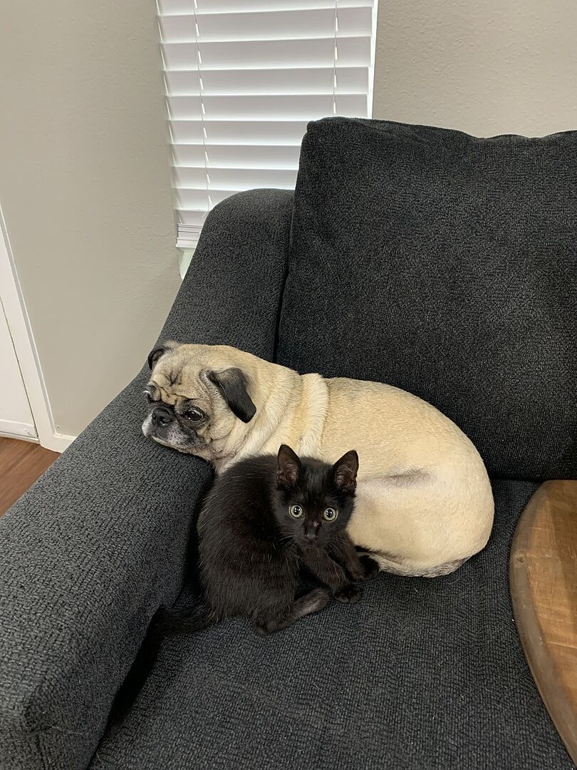 Catalyst Pet customer photo shared by Kaley H.
