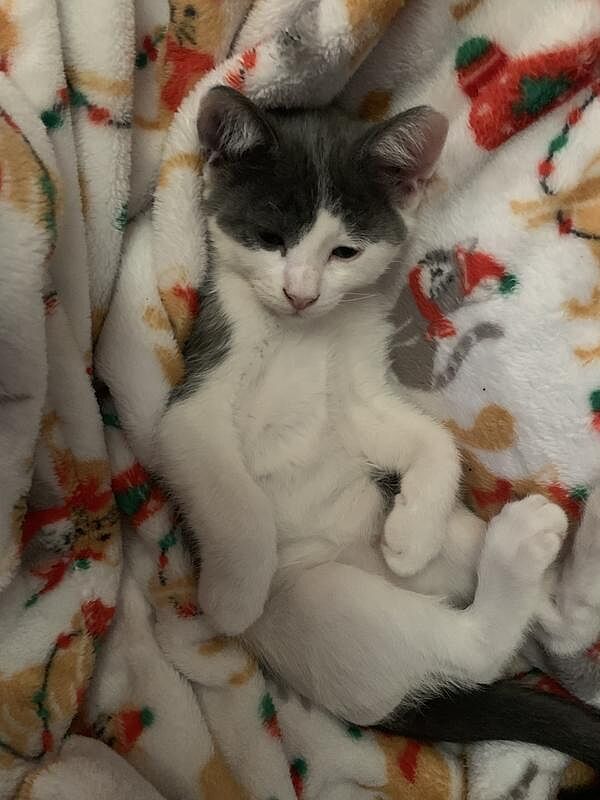 Catalyst Pet customer photo shared by House C.