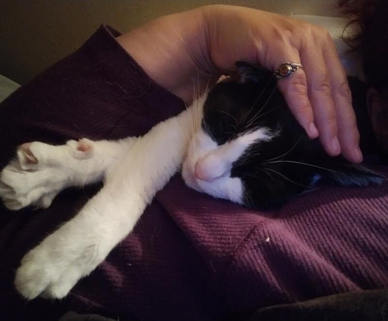 Catalyst Pet customer photo shared by Cat L.