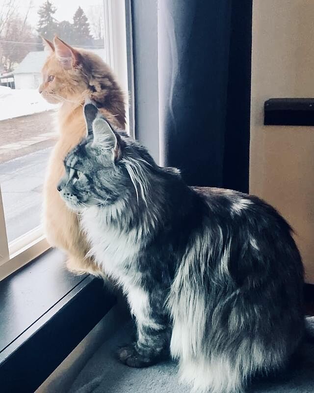 Catalyst Pet customer photo shared by Bella M.