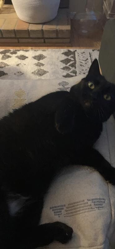 Catalyst Pet customer photo shared by Ling L.