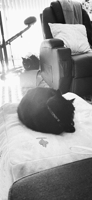Catalyst Pet customer photo shared by Ling L.