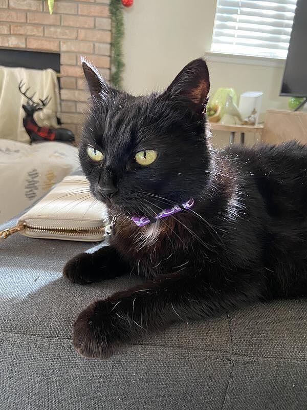 Catalyst Pet customer photo shared by Ling L.