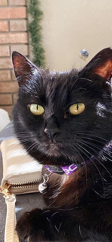 Catalyst Pet customer photo shared by Ling L.