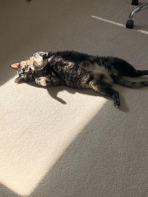 Catalyst Pet customer photo shared by Jupi